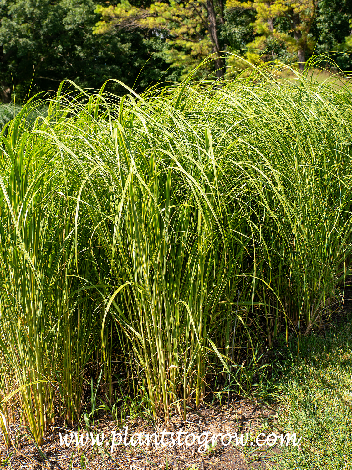 Gold-edged Prairie Cord Grass (Spartina pectinata Aureomarginata)